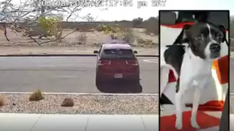 Abandono animal_ Perrito corre desesperado tras el carro de su dueño y genera indignación mundial