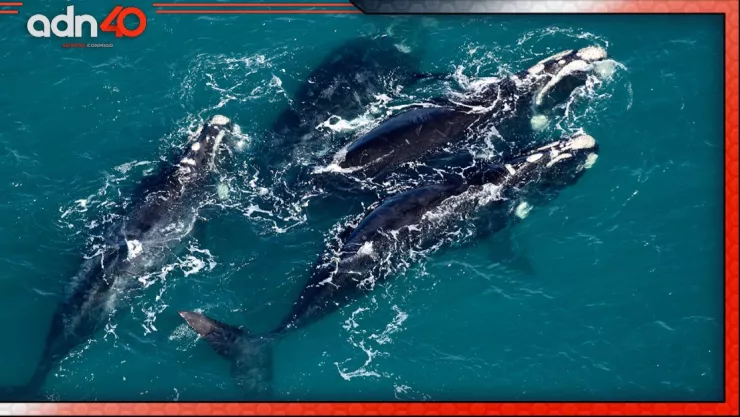 Hallan 15 ballenas muertas en Argentina