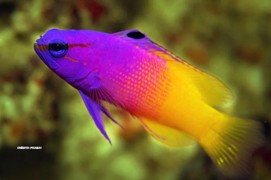 buscando-a-nemo