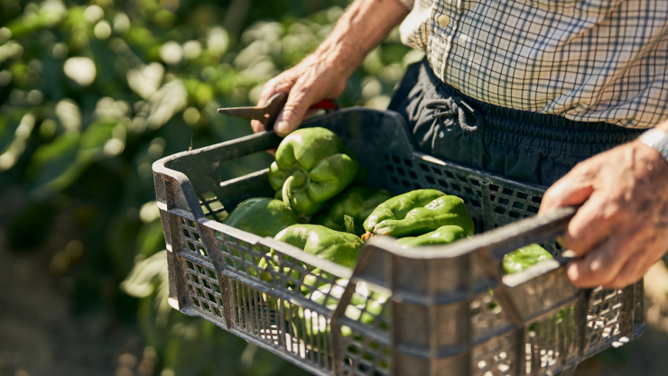 Nueva vacante en agricultura que paga 150 mil pesos al mes