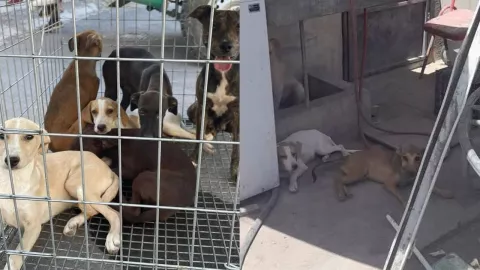 Mujer golpea cruelmente a perrito en Nuevo León