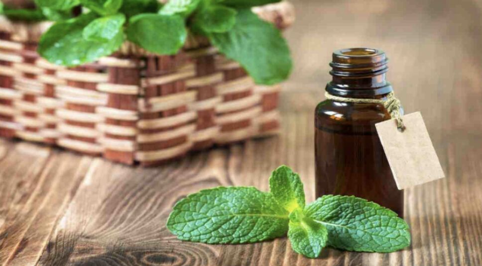 aceite hierbabuena