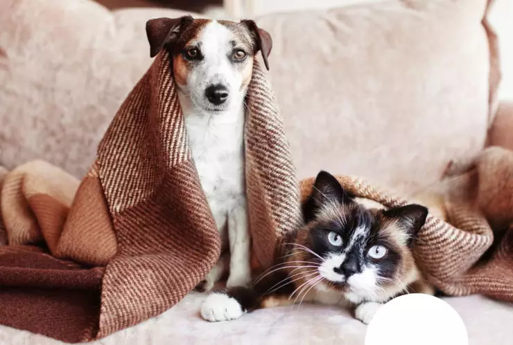 Operativo para proteger perros y gatos del frío