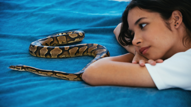 ¿Qué significar soñar con serpientes? Esta es la verdad