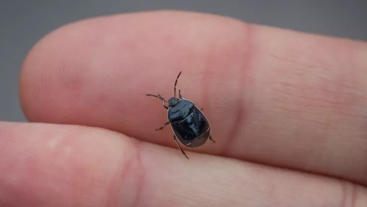 Nueva cepa de Chinches poderosas