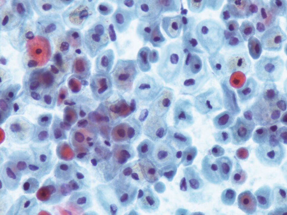 celulas
