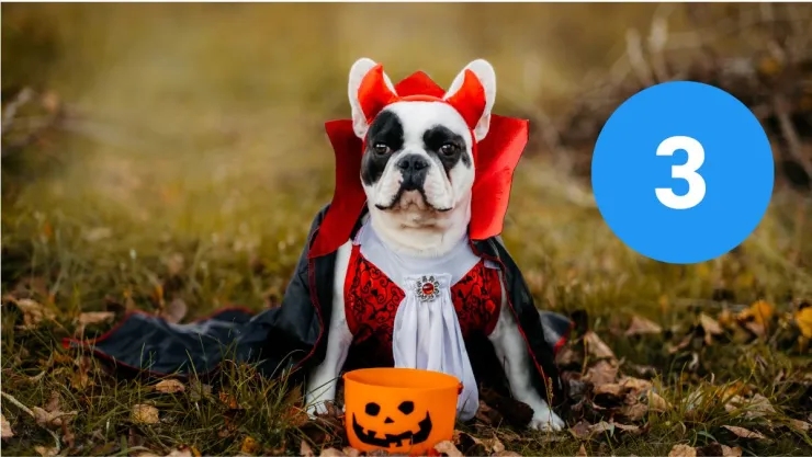 3 ideas de disfraces originales y divertidos para tu mascota en Día de Muertos