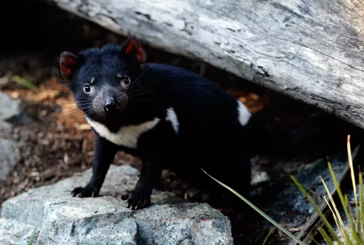 El demonio de Tasmania ocupa un lugar en el apartado de especies en peligro de extinción
