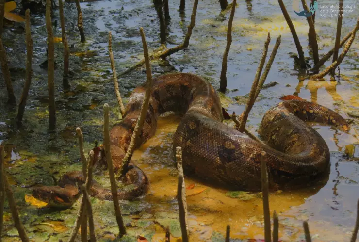 Presentan a la serpiente más larga y gruesa de México (FOTOS)