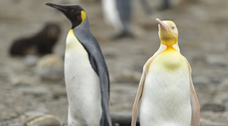pinguino rey amarillo .jpg