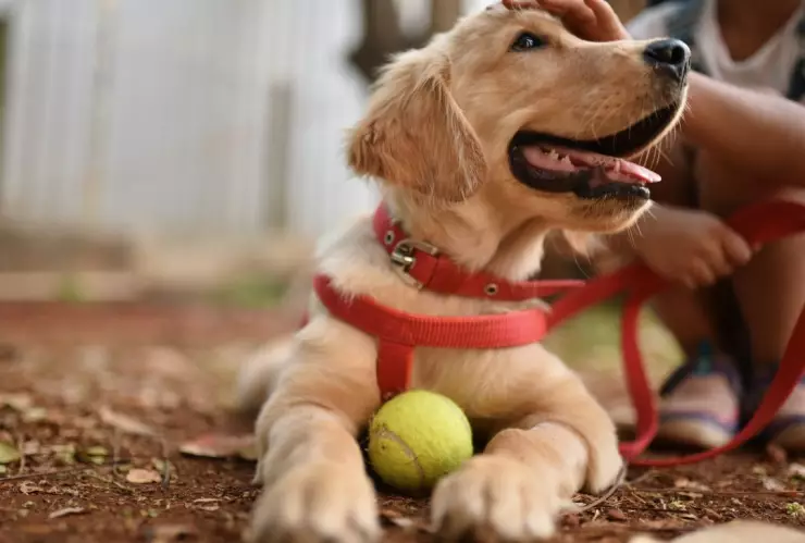 Actividades que habrá el Día Mundial del Perro 2024 en la CDMX