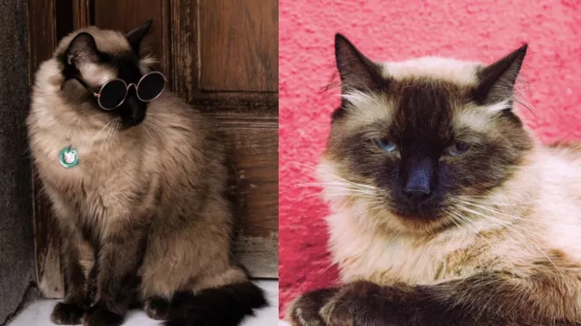 Gato siamés que se volvió influencer
