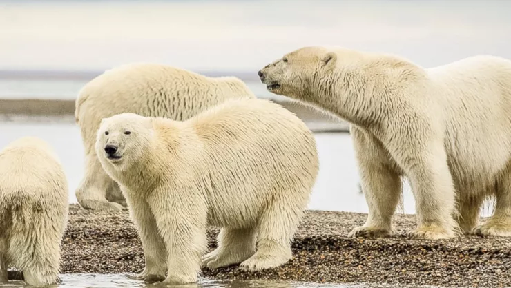 osos polares artico Tiburon