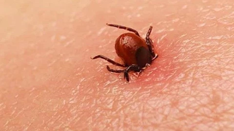 Pájaro Azul rickettsia