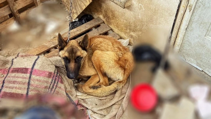 Operativo de rescate en El Marqués, liberal dos perritos por maltrato animal