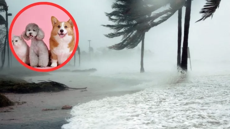 Frente frío mascotas