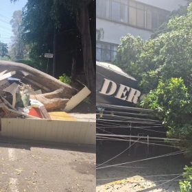 Cae árbol de 25 metros en Polanco, CDMX: Aplasta vehículo y destruye fachadas de restaurantes