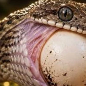 Descubren una nueva especie de serpiente que se alimenta de huevos en las montañas de Etiopía