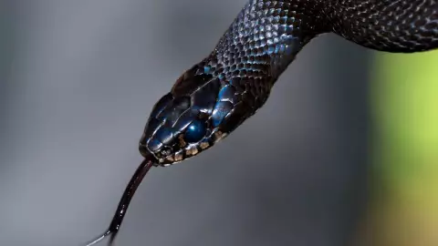 serpientes venenosas yucatan