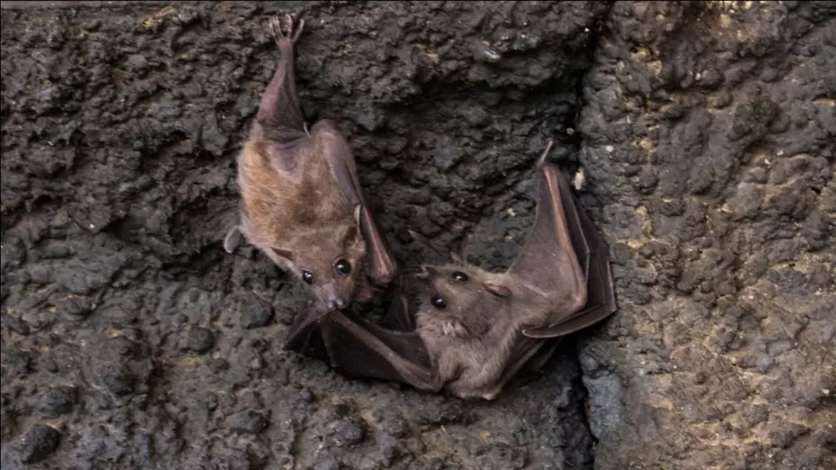 Permiten ecosistemas sanos de la CDMX arribo de murciélagos.jpg