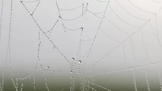 Araña violinista.jpg