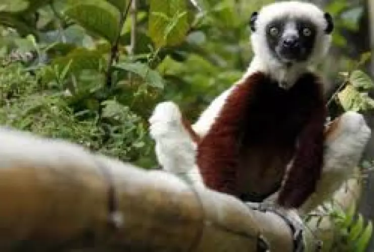 Zoboomafoo