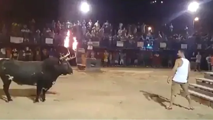 Toro cornea a hombre