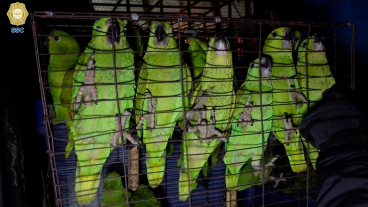 Rescatan a mil 500 aves y dos monos en Iztapalapa