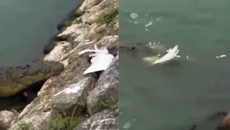 VIDEO | Cocodrilo devora a una serpiente que se estaba comiendo a un ave