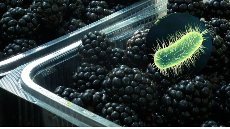Autoridades SANITARIAS revelan los 8 estados donde se vendieron las MORAS contaminadas con E.coli