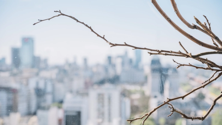 vientos de santa ana tijuana