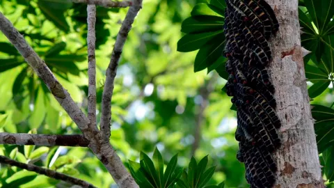 Gusanos zats de Chiapas
