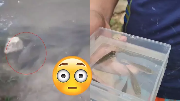 ¿Bajo el mar? Aparecen peces en calles de Chetumal; aquí el video viral