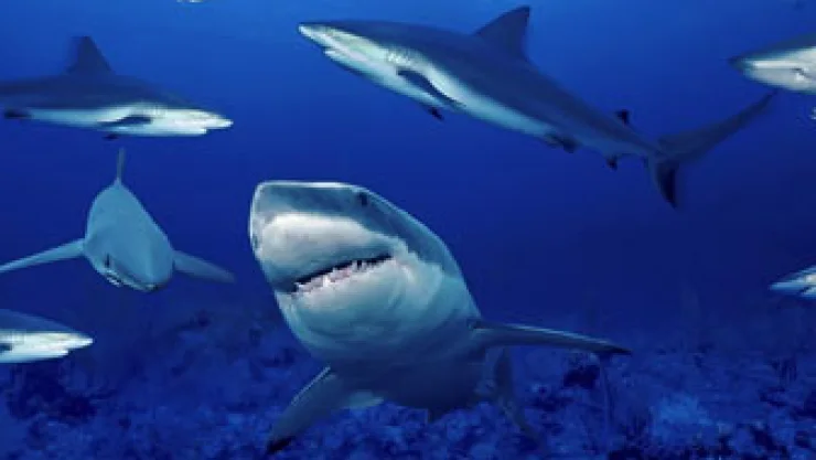 tiburones