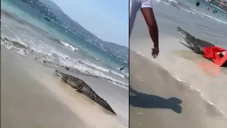 ‘Sálgase del agua’ Cocodrilo invade playa en Zihuatanejo y asusta bañistas; video.jpg