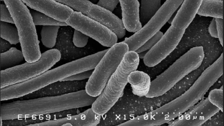 Científicos de la Universidad de Columbia crearon vacuna bacteriana contra el cáncer