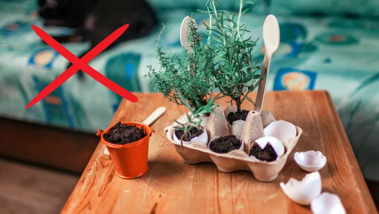 plantas