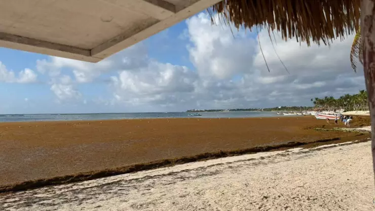 ¿Se viene la temporada? Arribo masivo de sargazo sorprende a Akumal