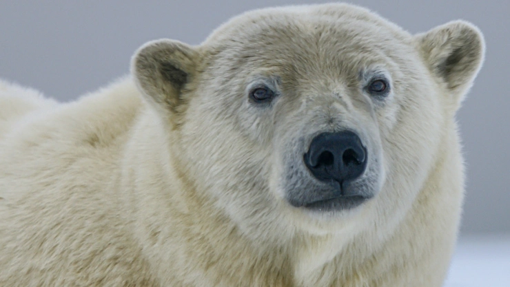 oso-polar-islandia-muerto-policia
