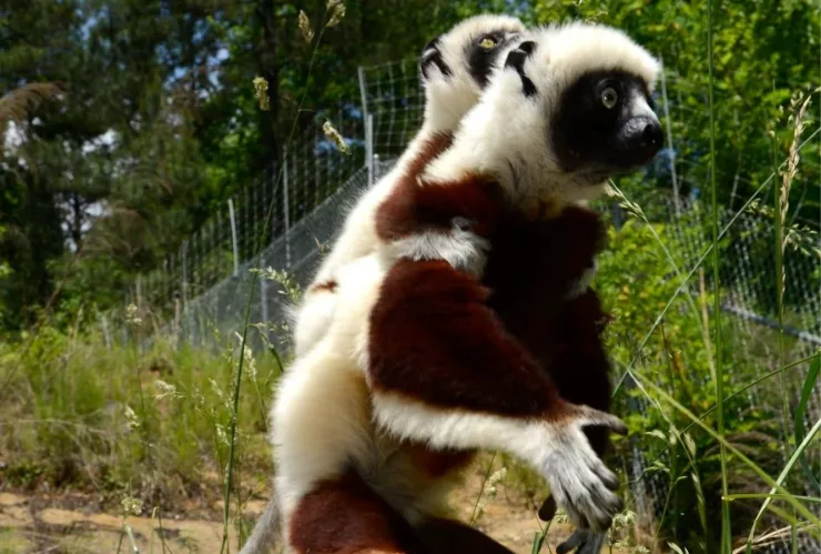 Nace Junius, el bisnieto de Zoboomafoo quién es el nuevo lémur del legado de los hermanos Kratt