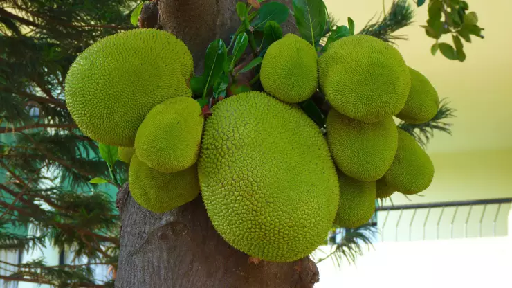 Jackfruit, el fruto de la cocina vegana que parece carne