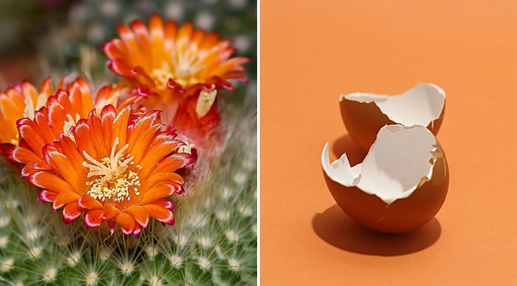 Abono casero para cactus con cáscara de huevo ¡Estallarán en flores!