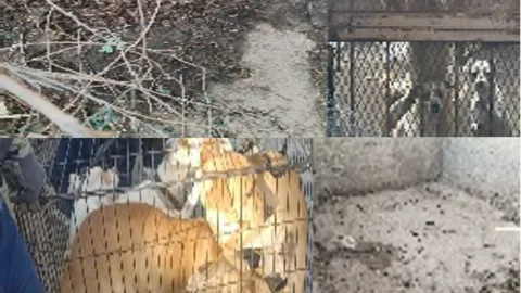 Maltrato animal en Tecate durante el 2025