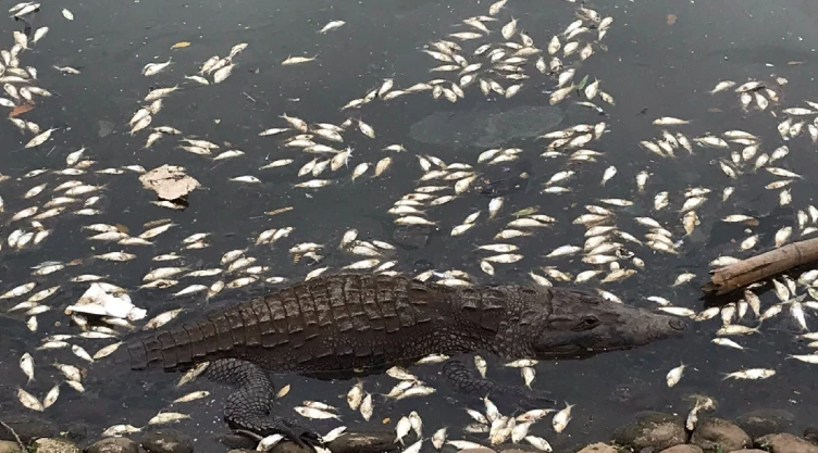 Laguna de las Ilusiones peces Tabasco.jpg