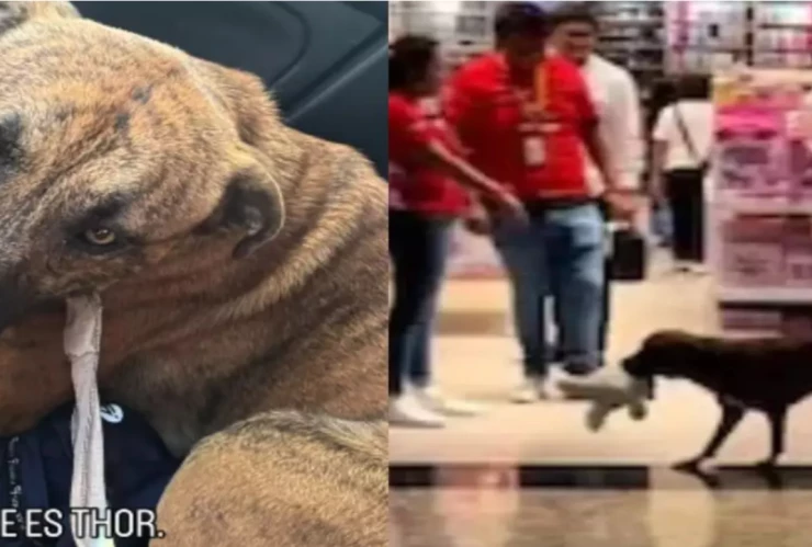 Adoptan a perrito que robó un peluche en tienda de Yucatán