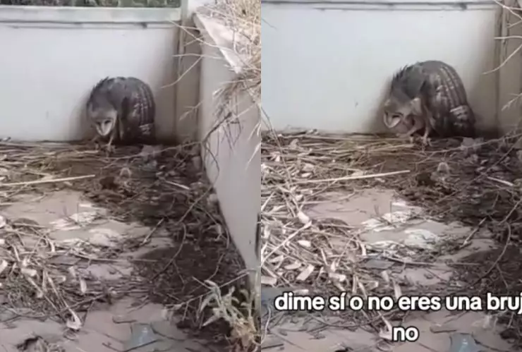 VIDEO | Captan extraña criatura en Ciudad Juárez; creen podría ser una bruja
