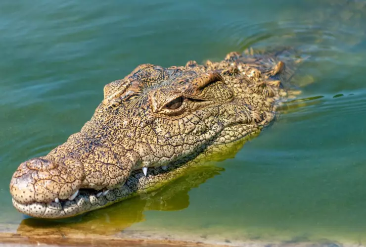 cocodrilos en playas mexicanas.jpg