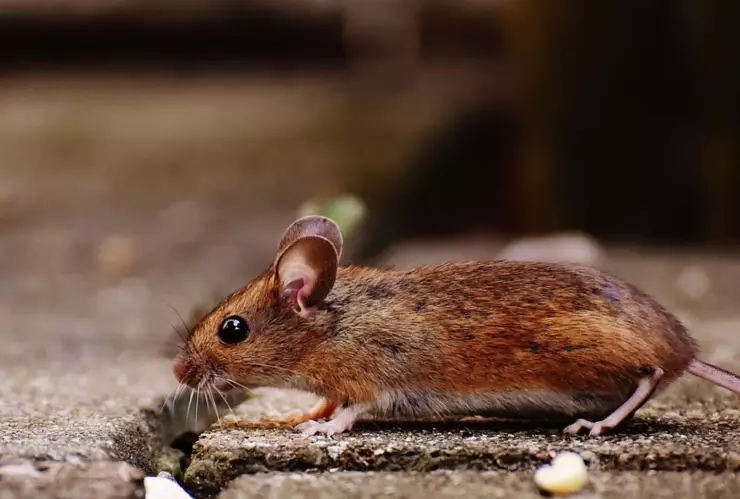La forma de usar el vinagre para ahuyentar a los ratones