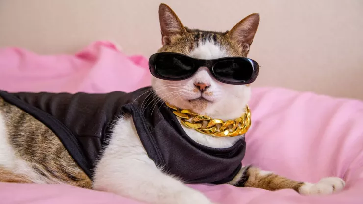 Expo Vive Gatito 2023 en CDMX