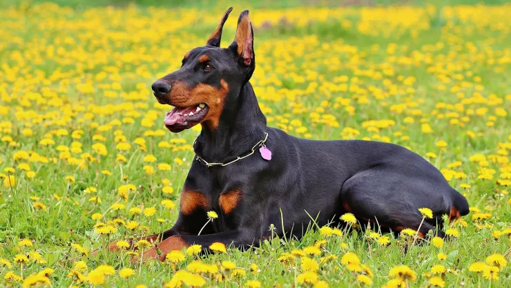 ¿Cómo hacer que los mosquitos no piquen a tu perro?